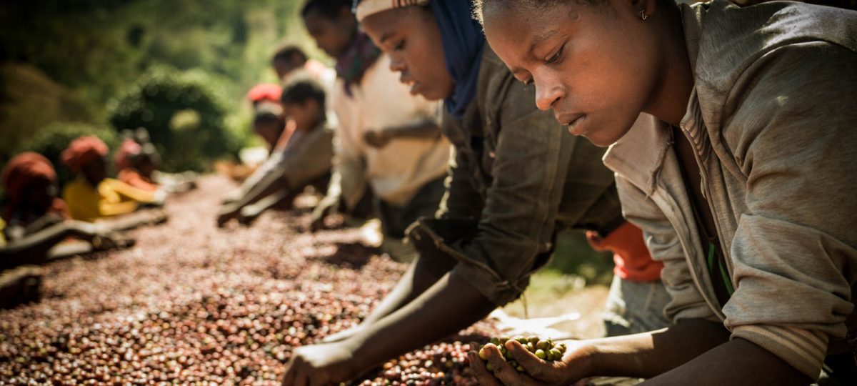 Koffie boeren aan het werk Ethiopie