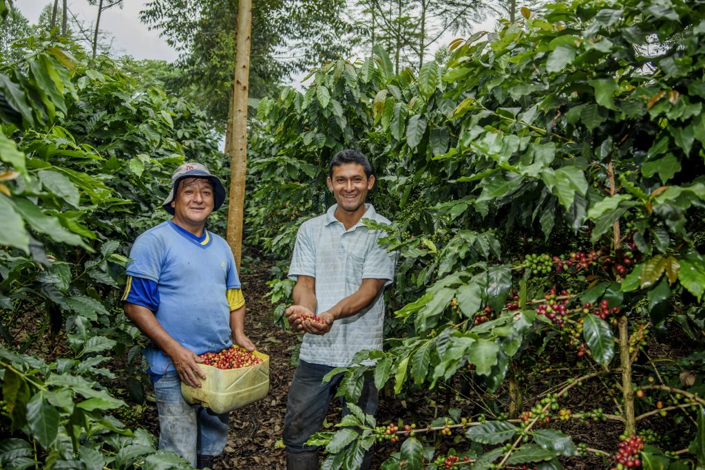 koffieboeren in Peru in het veld