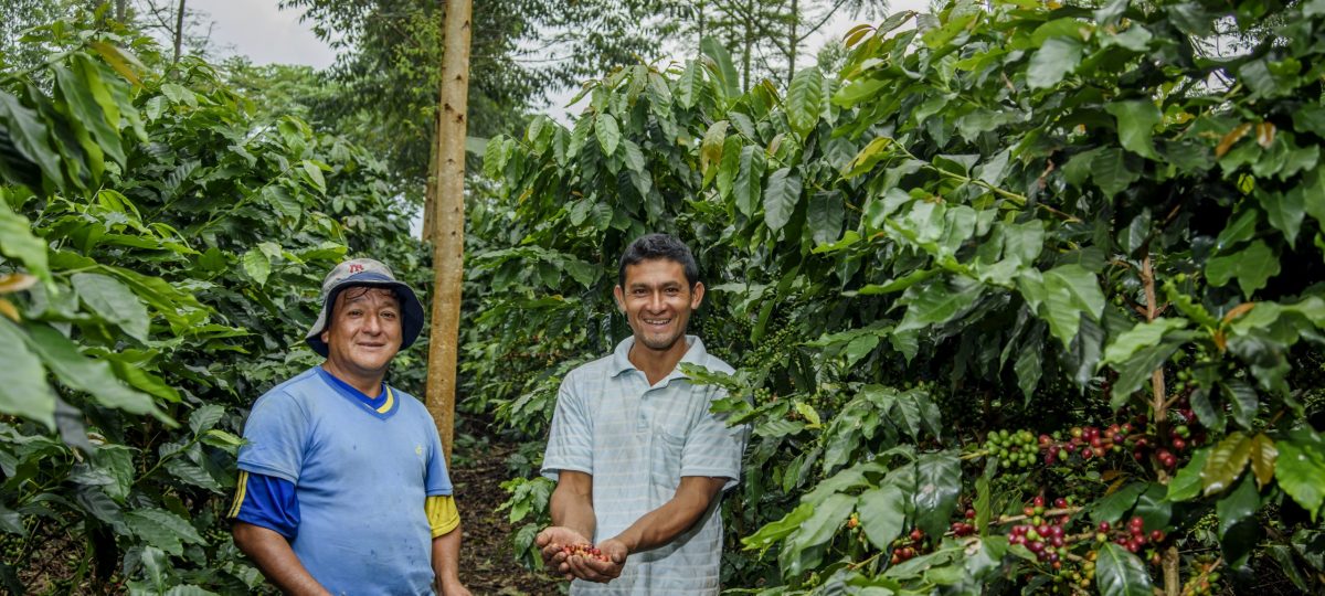 koffieboeren in Peru in het veld