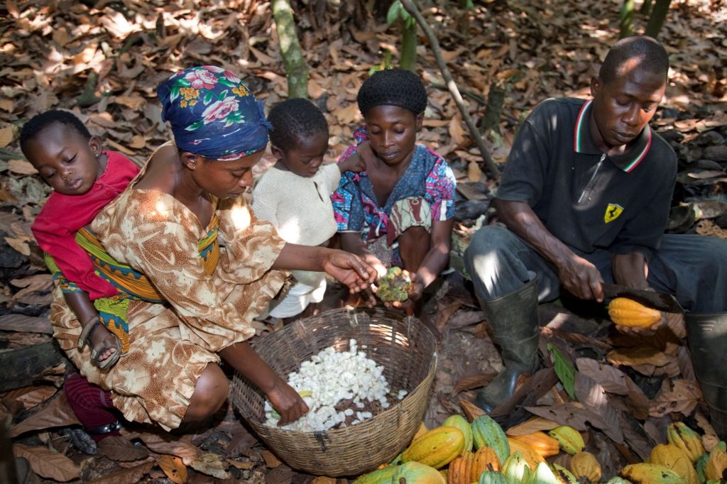 boerengezin in West-Afrika cacao aan het oogsten