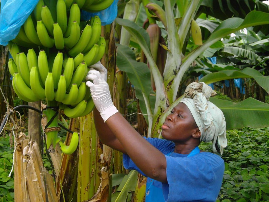 vrouw aan het werk op bananenplantage