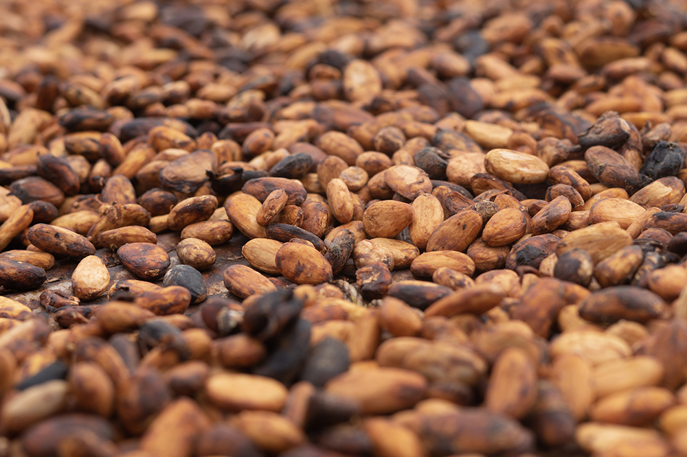 Cacao Barometer 2020 Solidaridad