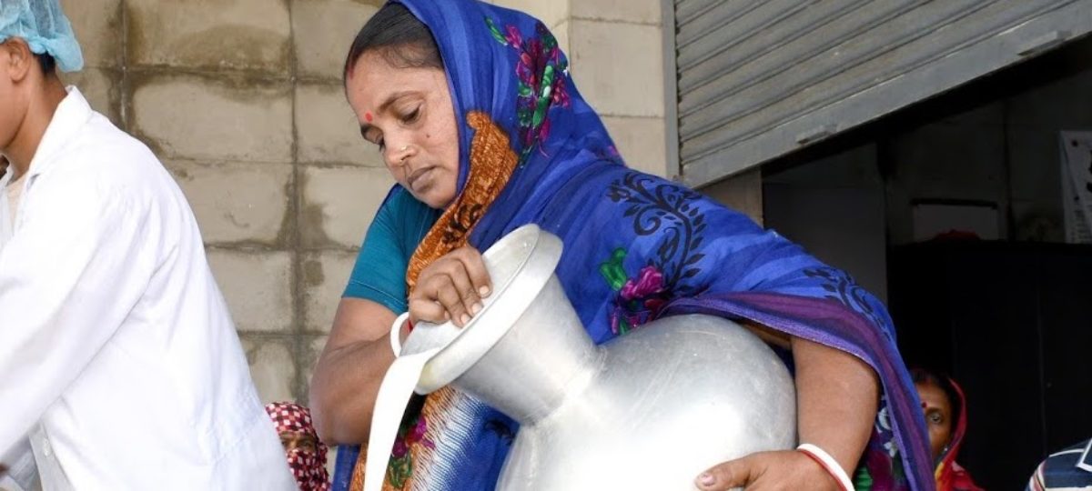 Vrouwelijke melkveehouder in Bangladesh