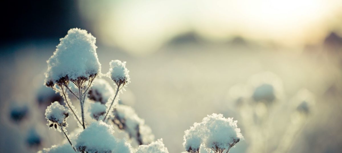 veld met sneeuw