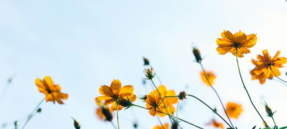 Gele bloemen