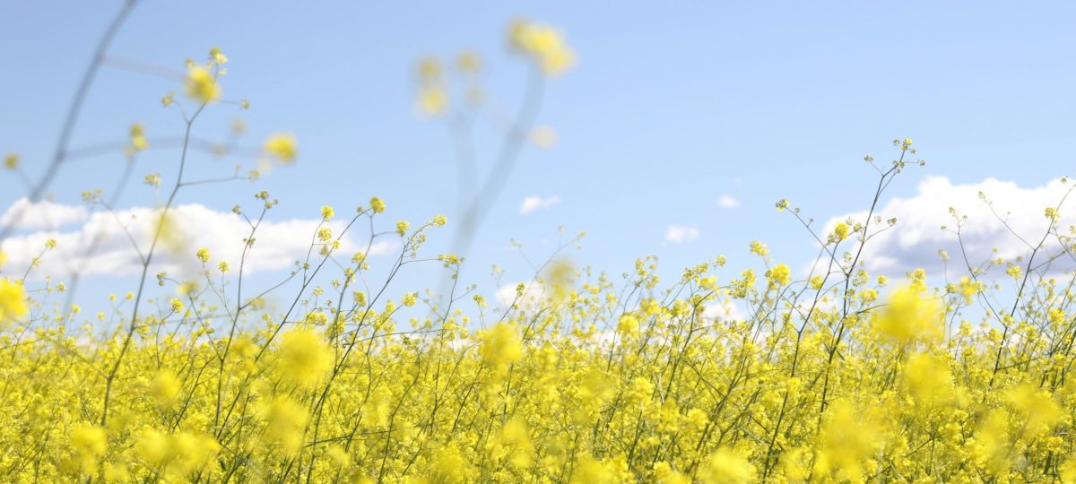 Foto van geel bloemenveld