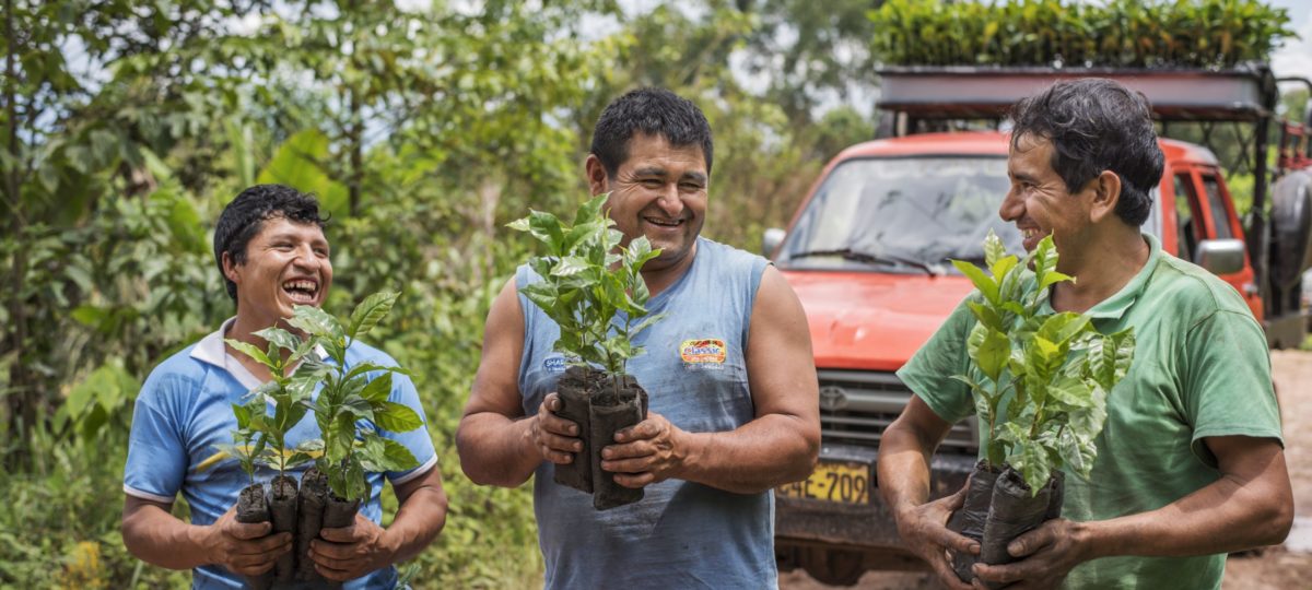 Boeren met koffieplanten