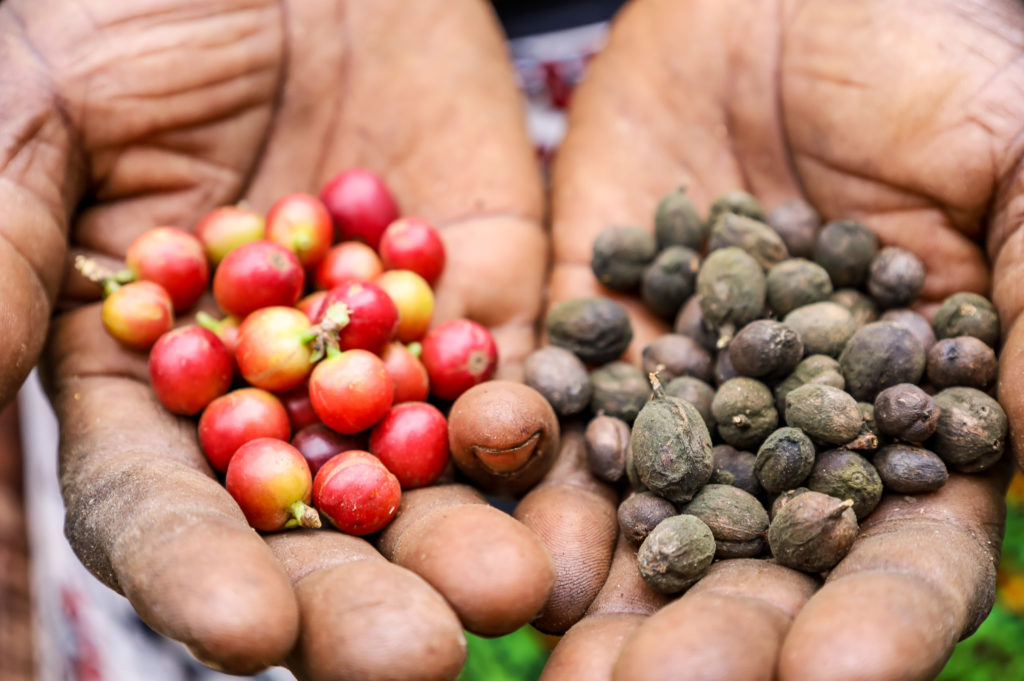 Handen van beatrice Sululu met gezonde en zieke koffiebessen.