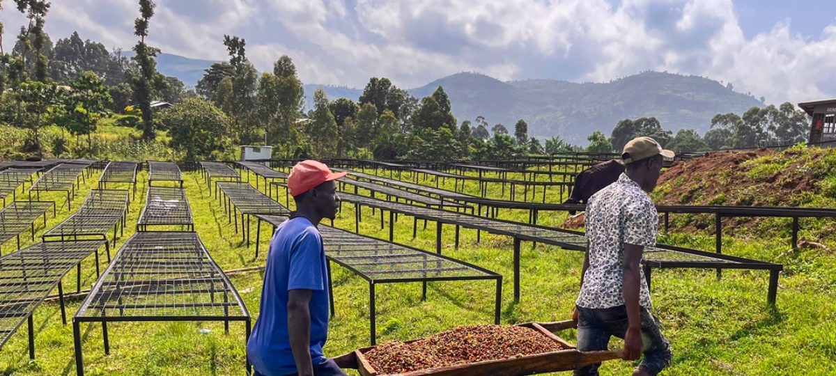 Koffie verwerking Kenia